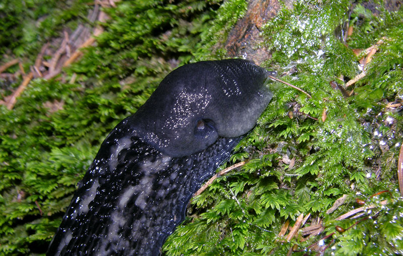 Limax cf cinereoniger da Baselga di Pin (TN)